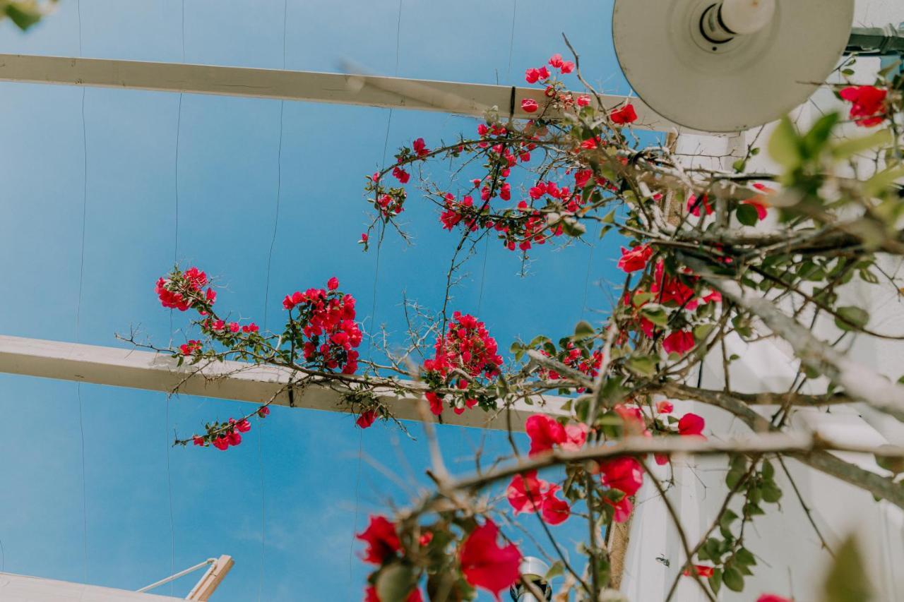 Villa Agriturismo Il Sorriso Degli Ulivi - Dimora Di Charme Gallipoli Exterior foto